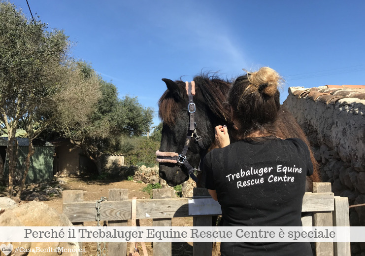 Trebaluger Equine Rescue Centre: rifugio, scuderia, scuola di equitazione, escursioni