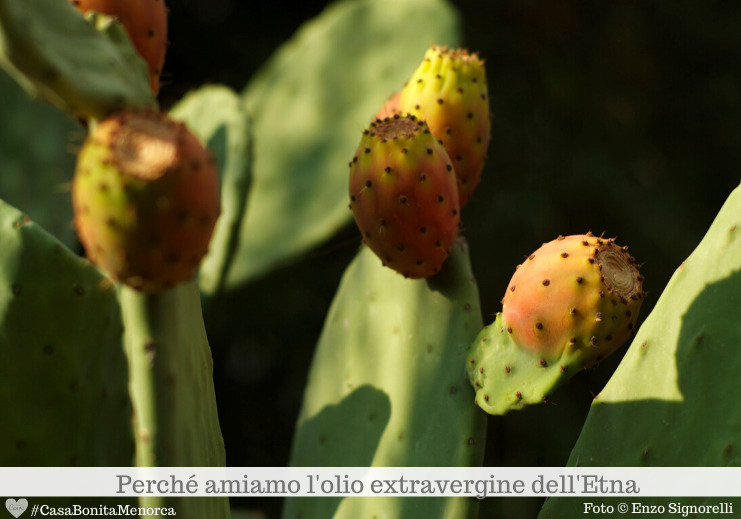 Fichi d'india tra olivi secolari cresciuti sulla terra avvinghiata all'Etna