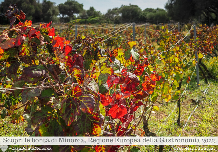 Vigneti a Minorca: sull'isola si producono Chardonnay, Merlot, Syrah, Rosado