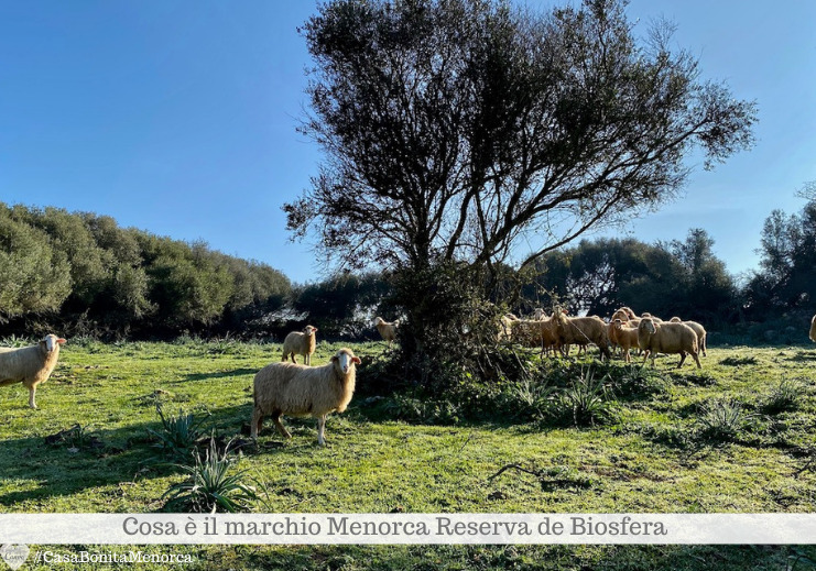 L'allevamento di ovini a Minorca